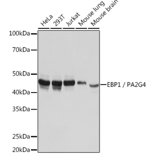 EBP1/PA2G4  Rabbit mAb