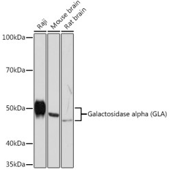 Galactosidase alpha (GLA) Rabbit mAb