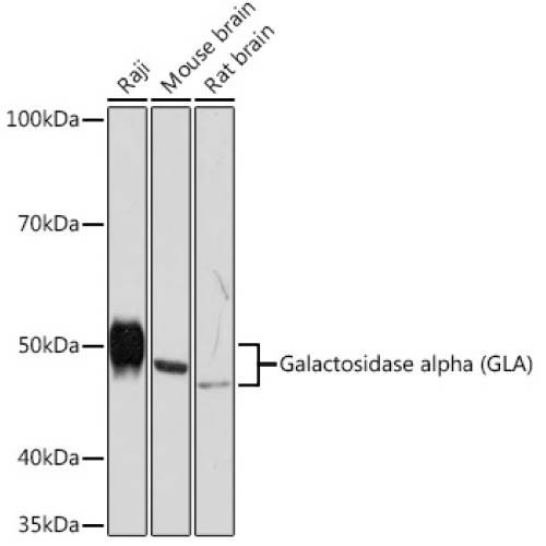 Galactosidase alpha (GLA) Rabbit mAb