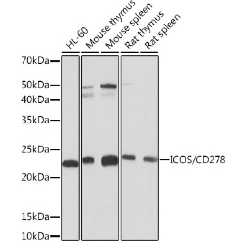 ICOS/CD278 Rabbit mAb