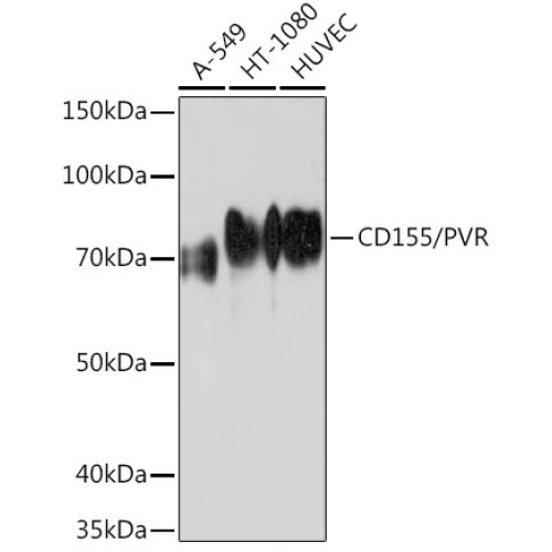 CD155/PVR Rabbit mAb