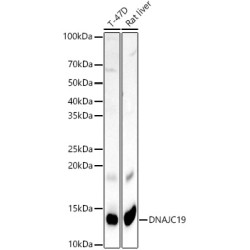 DNAJC19 Rabbit pAb
