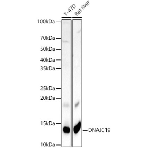 DNAJC19 Rabbit pAb