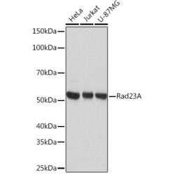 Rad23A Rabbit mAb