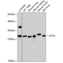 VTI1A Rabbit pAb