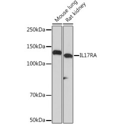 IL17RA Rabbit mAb
