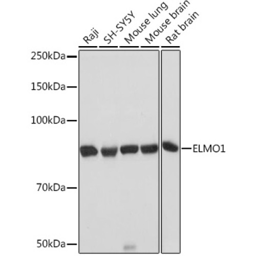 ELMO1 Rabbit mAb