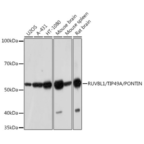 RUVBL1/TIP49A/PONTIN Rabbit mAb