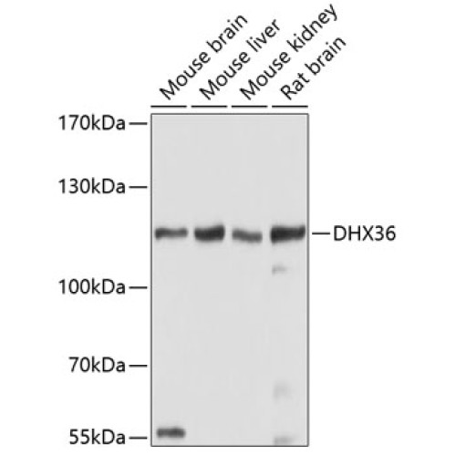DHX36 Rabbit pAb