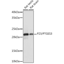 P23/PTGES3 Rabbit mAb