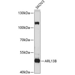 ARL13B Rabbit pAb