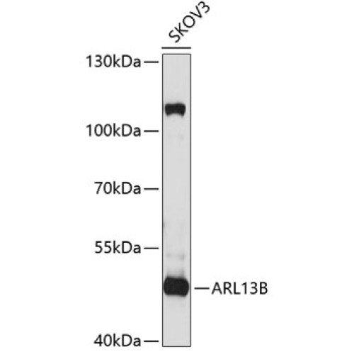 ARL13B Rabbit pAb