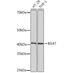 BGAT Rabbit mAb