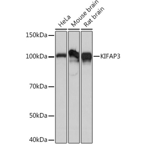 KIFAP3 Rabbit mAb