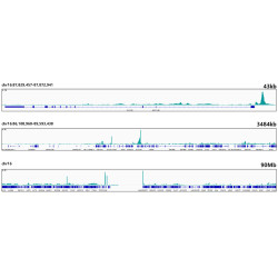 TEAD1 Rabbit mAb