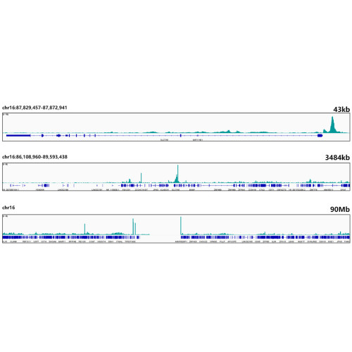 TEAD1 Rabbit mAb