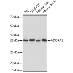 ADORA1 Rabbit mAb