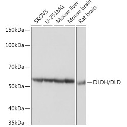 DLDH/DLD Rabbit mAb