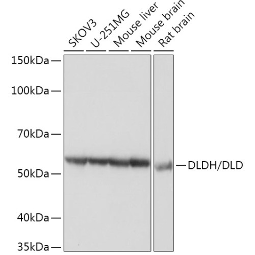 DLDH/DLD Rabbit mAb