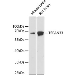 TSPAN33 Rabbit pAb
