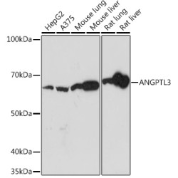 ANGPTL3 Rabbit mAb