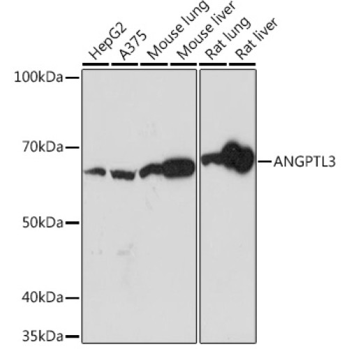 ANGPTL3 Rabbit mAb