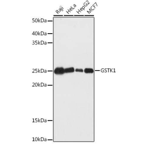 GSTK1 Rabbit pAb