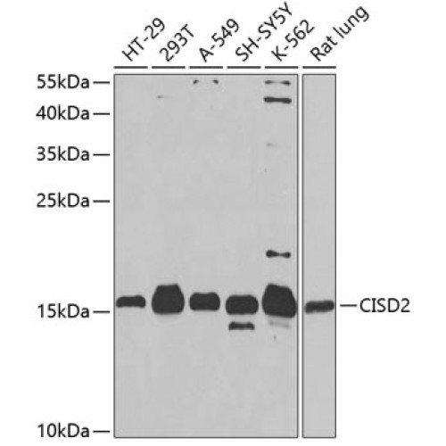 CISD2 Rabbit pAb