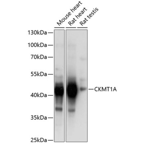 CKMT1A Rabbit pAb