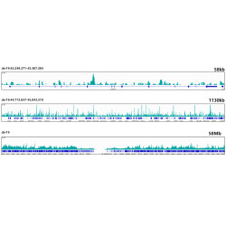 ESE1/ELF3 Rabbit mAb