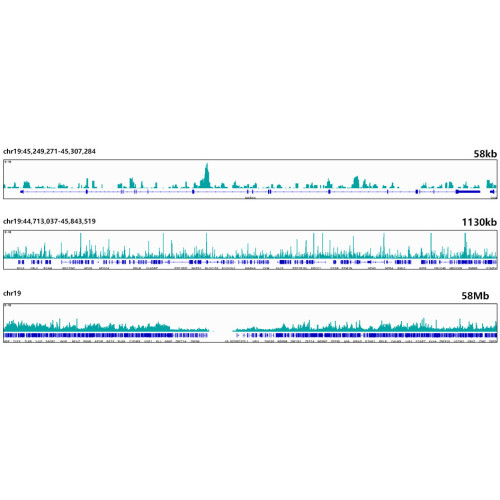 ESE1/ELF3 Rabbit mAb