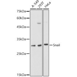 Snail Rabbit pAb