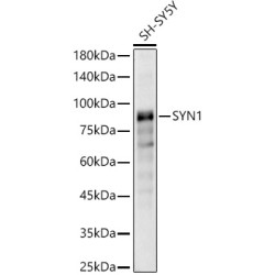 SYN1 Rabbit pAb