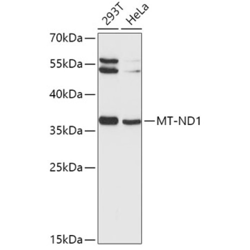 MT-ND1 Rabbit pAb