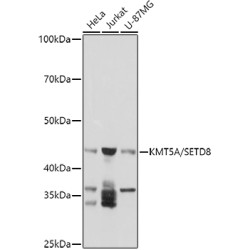KMT5A/SETD8 Rabbit pAb