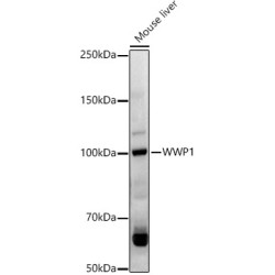 WWP1 Rabbit pAb