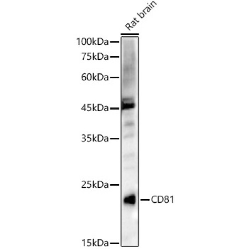 CD81 Rabbit pAb