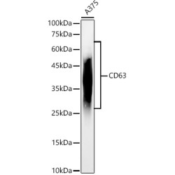 CD63 Rabbit pAb