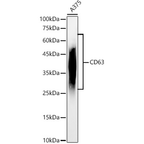 CD63 Rabbit pAb