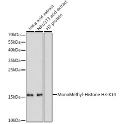 MonoMethyl-Histone H3-K14 Rabbit pAb