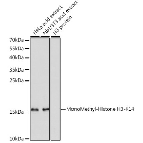 MonoMethyl-Histone H3-K14 Rabbit pAb