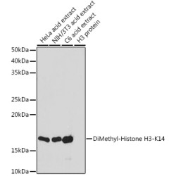 DiMethyl-Histone H3-K14 Rabbit pAb