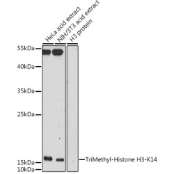 TriMethyl-Histone H3-K14 Rabbit pAb