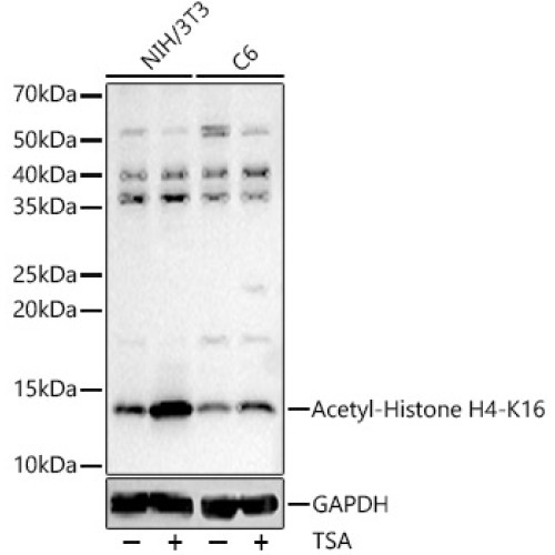 Acetyl-Histone H4-K16 Rabbit pAb