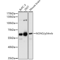 NONO/p54nrb Rabbit pAb
