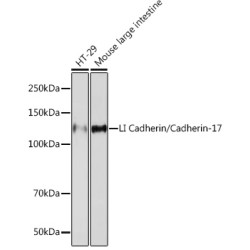 LI Cadherin/Cadherin-17 Rabbit mAb