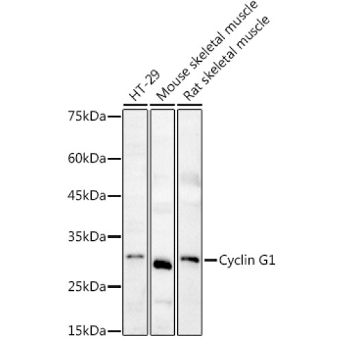 Cyclin G1 Rabbit pAb