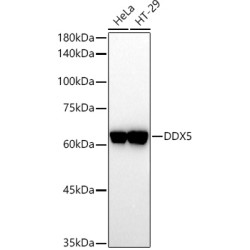 DDX5 Rabbit pAb