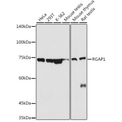 RGAP1 Rabbit pAb