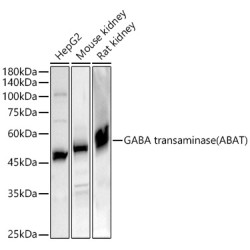 GABA transaminase (ABAT) Rabbit pAb
